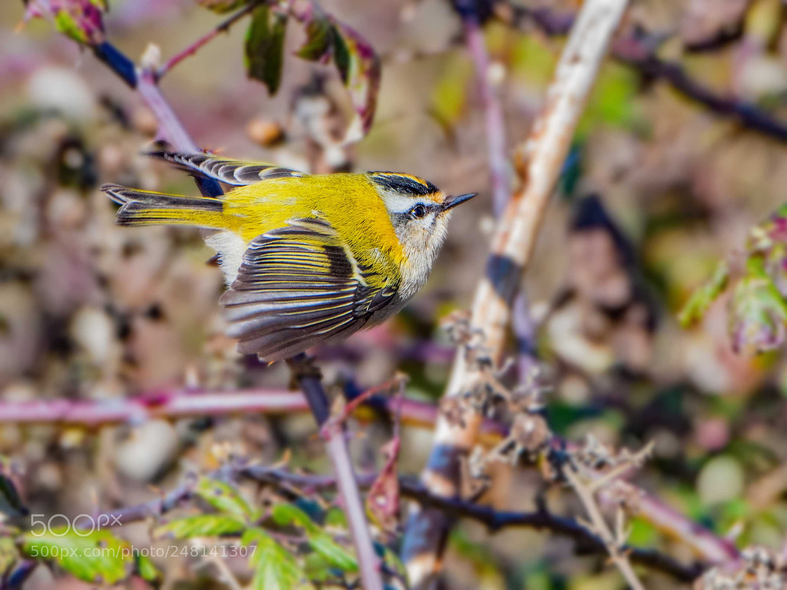 Nikon D500 sample photo. Firecrest photography