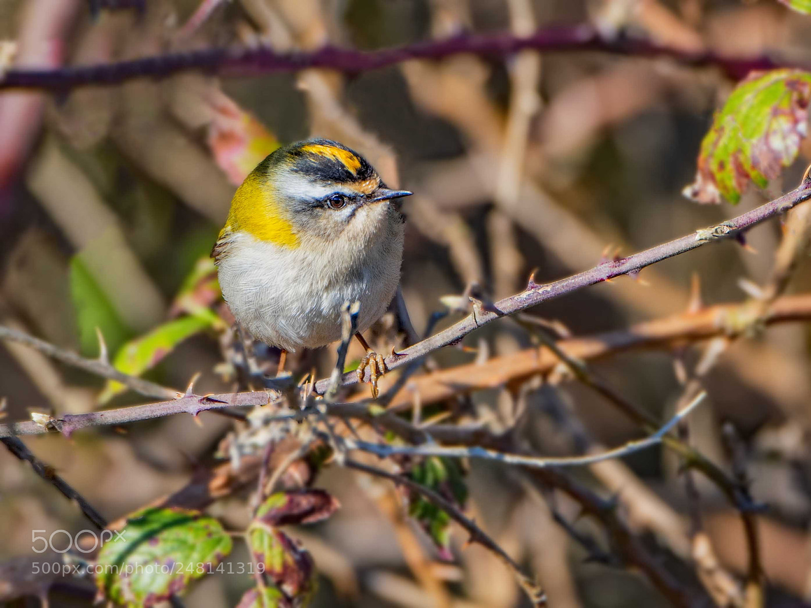 Nikon D500 sample photo. Firecrest photography