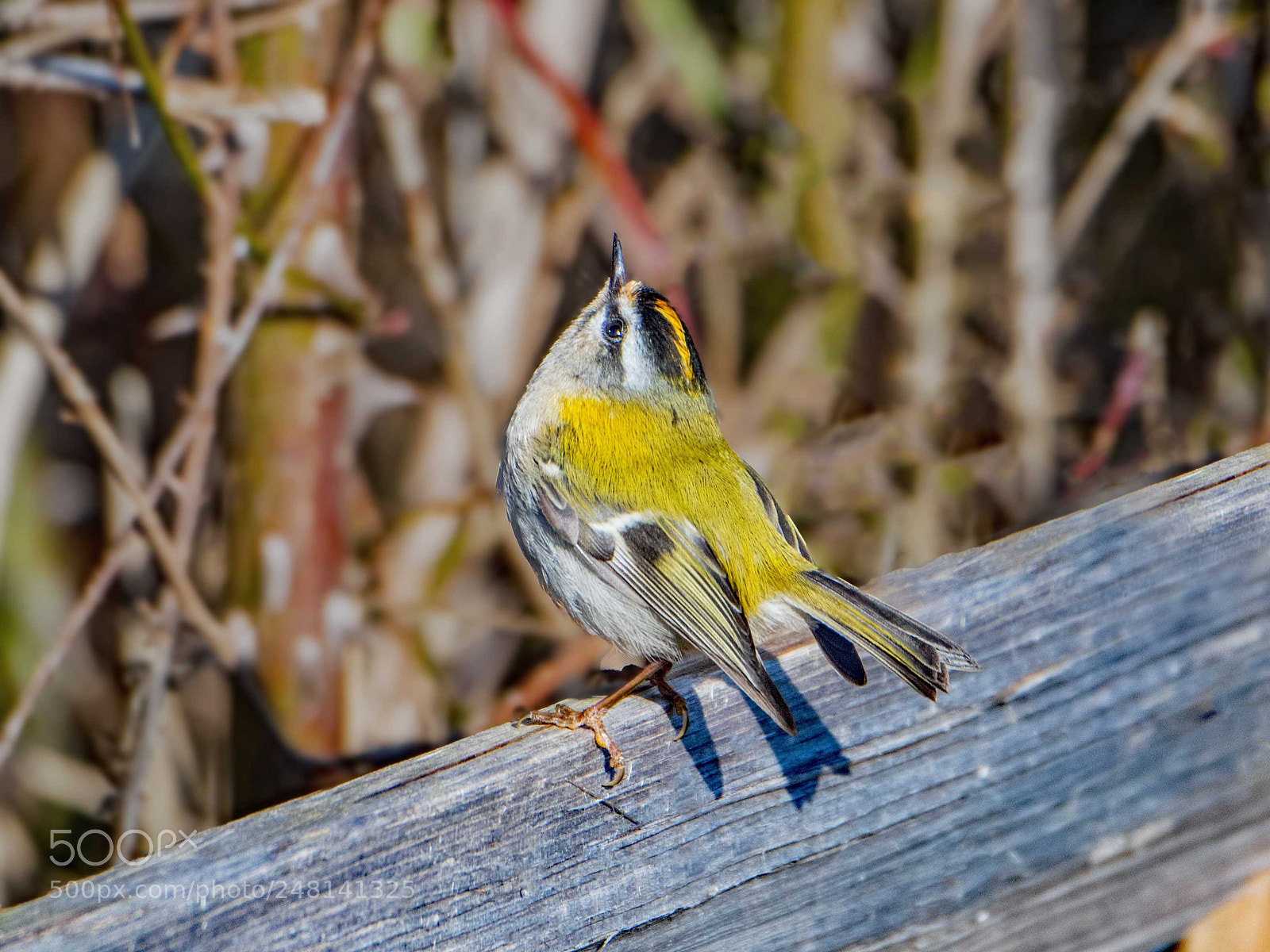 Nikon D500 sample photo. Firecrest photography