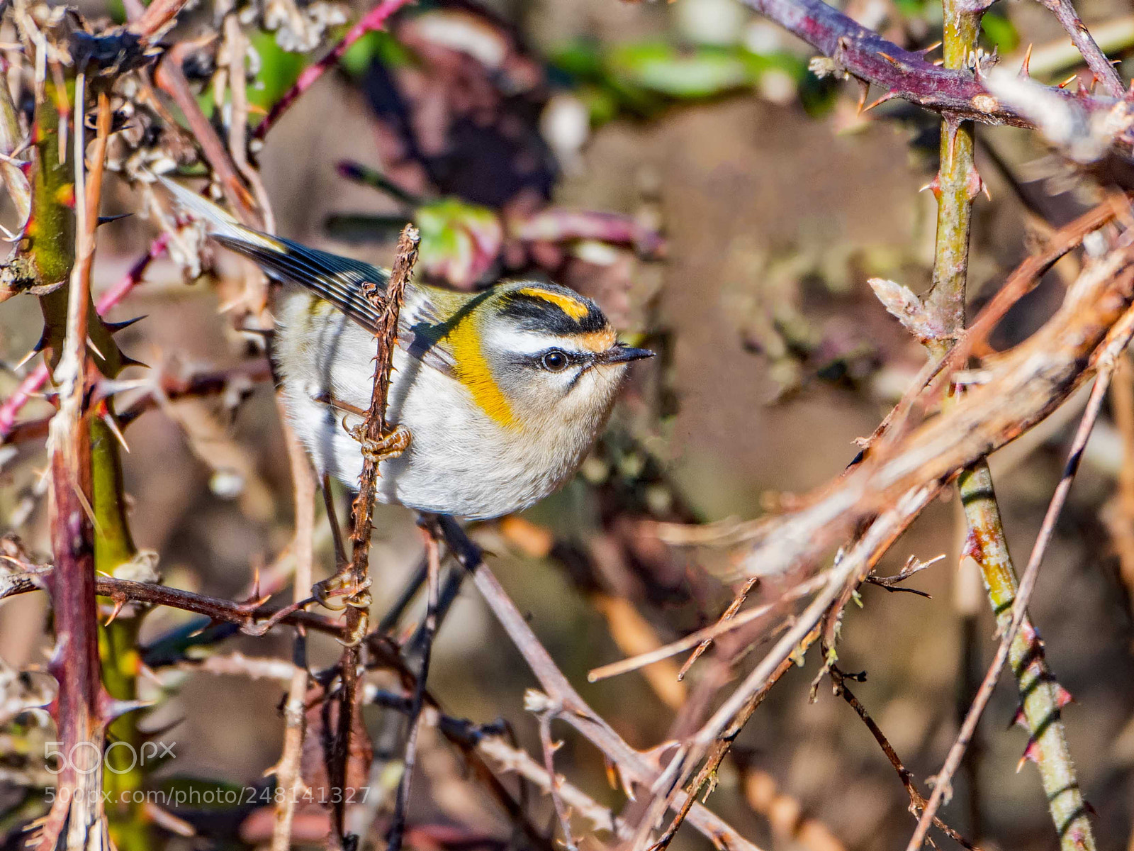 Nikon D500 sample photo. Firecrest photography