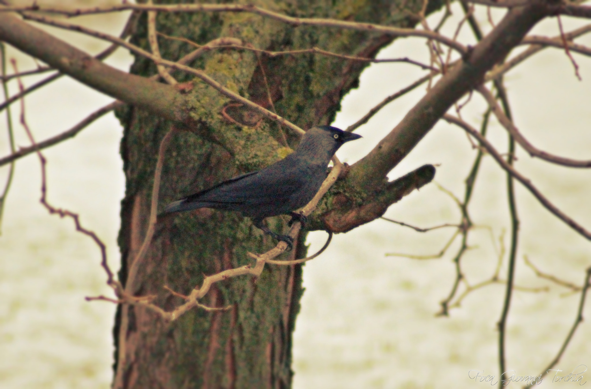 Canon EOS 1200D (EOS Rebel T5 / EOS Kiss X70 / EOS Hi) sample photo. The crow photography
