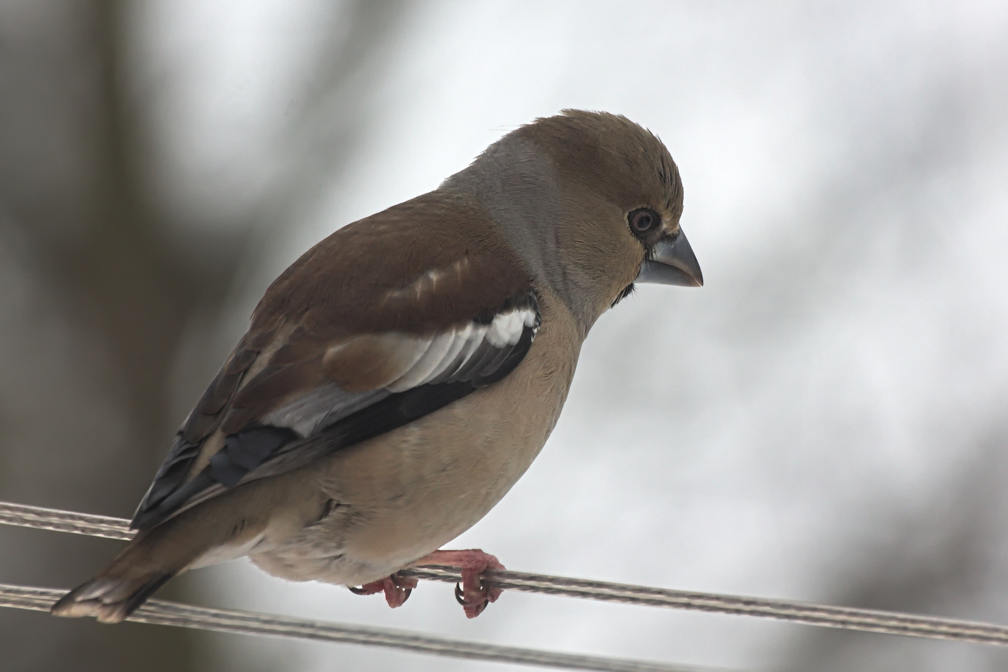 Sigma 70-300mm F4-5.6 APO DG Macro sample photo. Coccothraustes coccothraustes photography