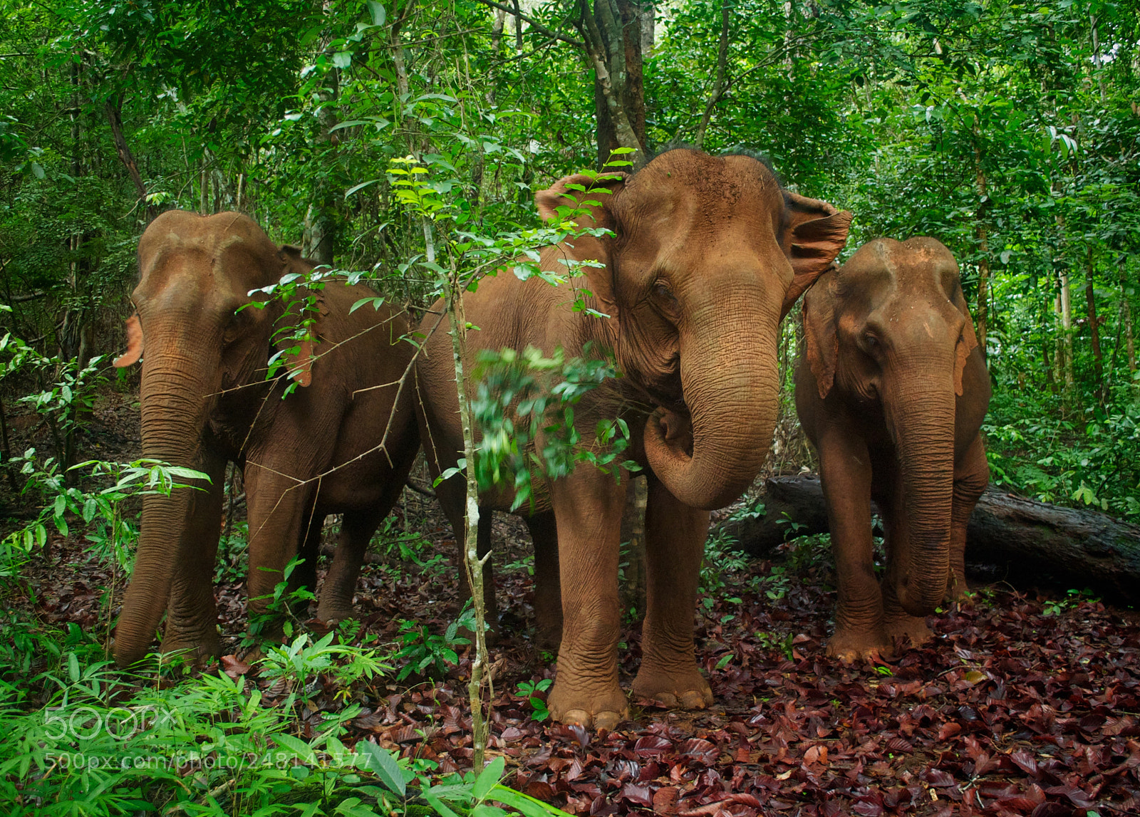 Nikon D90 sample photo. Elephants in cambodia photography