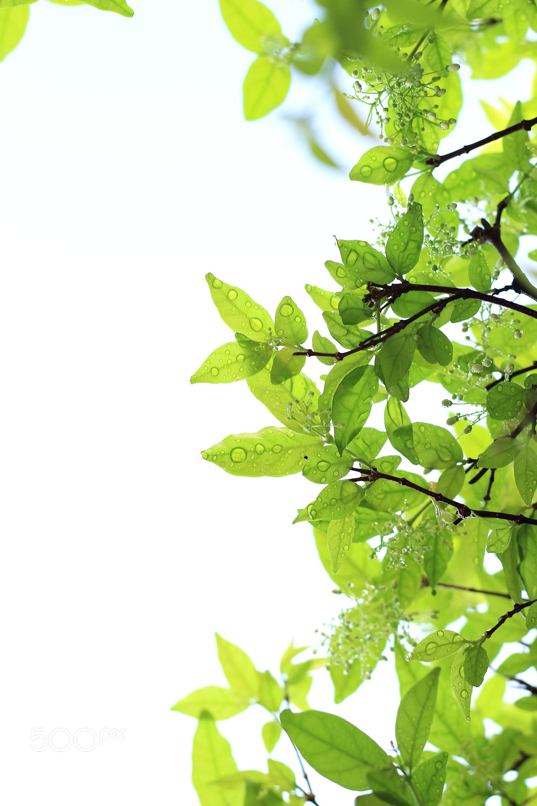 Canon EOS 100D (EOS Rebel SL1 / EOS Kiss X7) sample photo. Green day photography