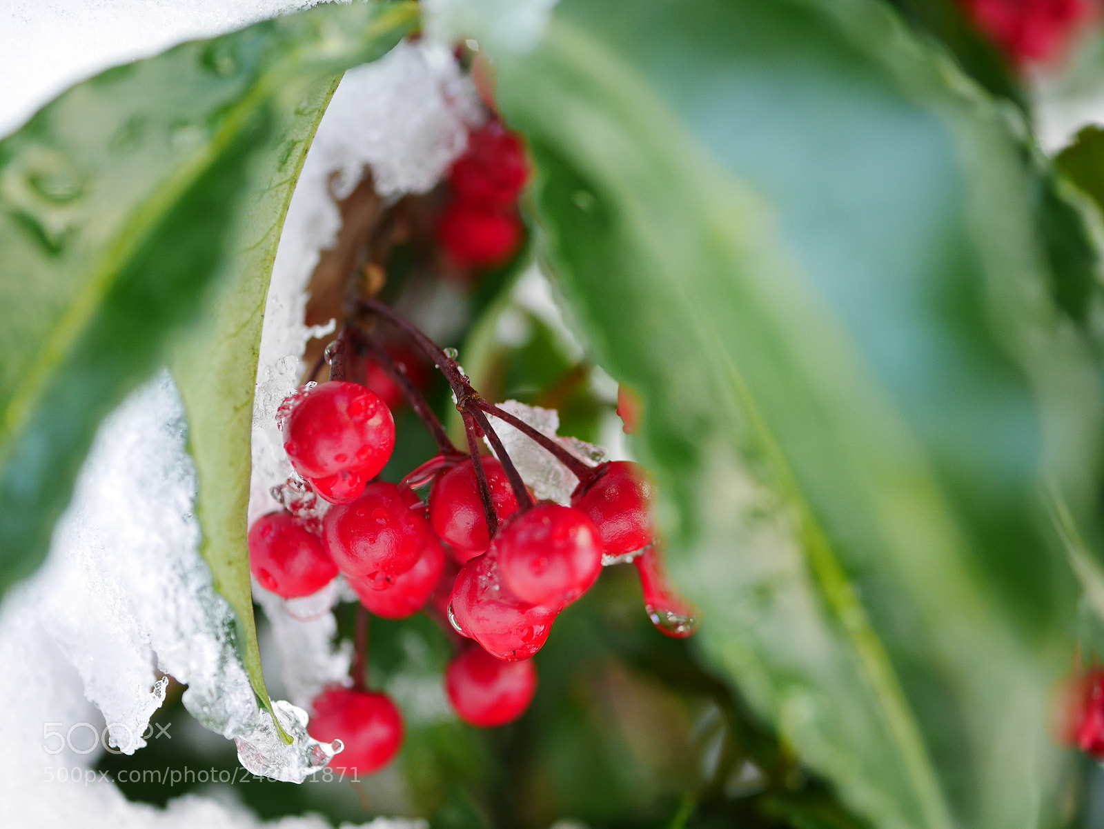 Panasonic Lumix DMC-GF7 sample photo. Coralberry in the snow photography