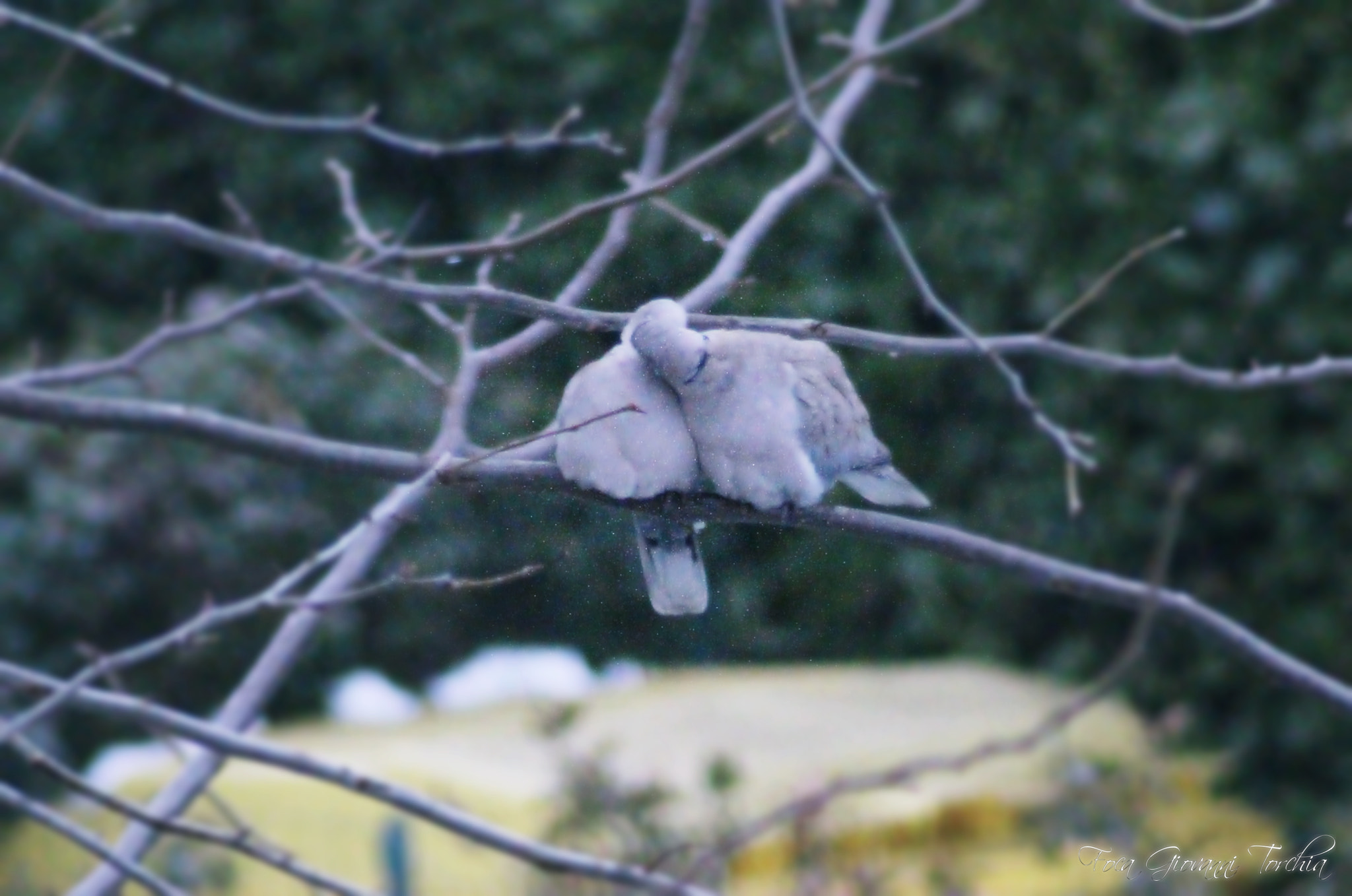 Canon EOS 1200D (EOS Rebel T5 / EOS Kiss X70 / EOS Hi) sample photo. It is love! photography