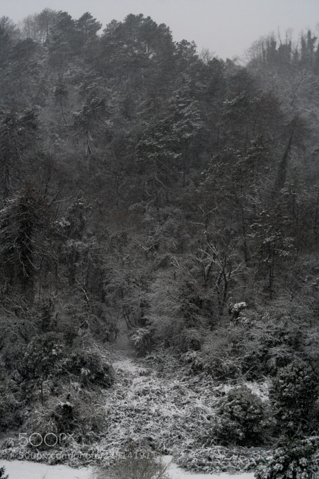 Sony a7R II sample photo. Snow out of my photography