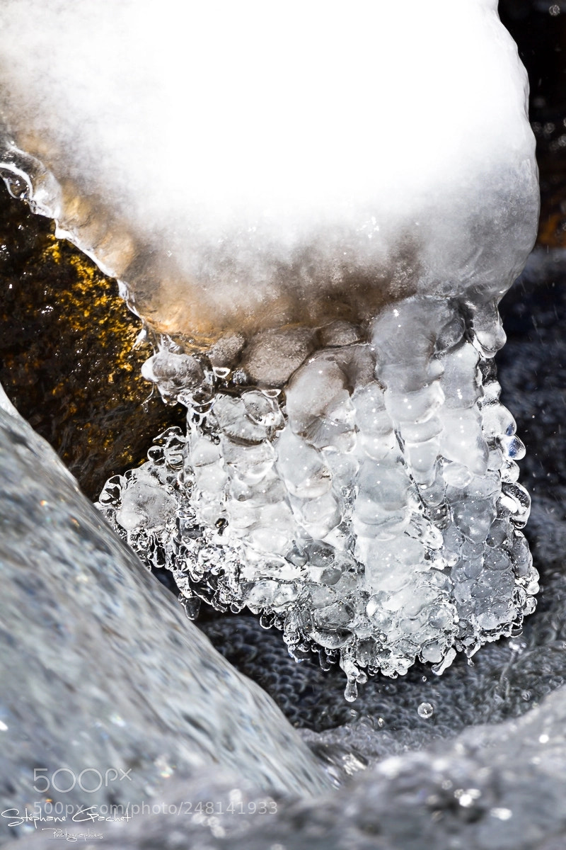 Canon EOS 7D sample photo. Octopus des neiges photography