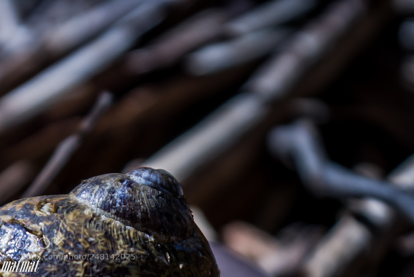 Pentax K-S2 sample photo. Snail photography