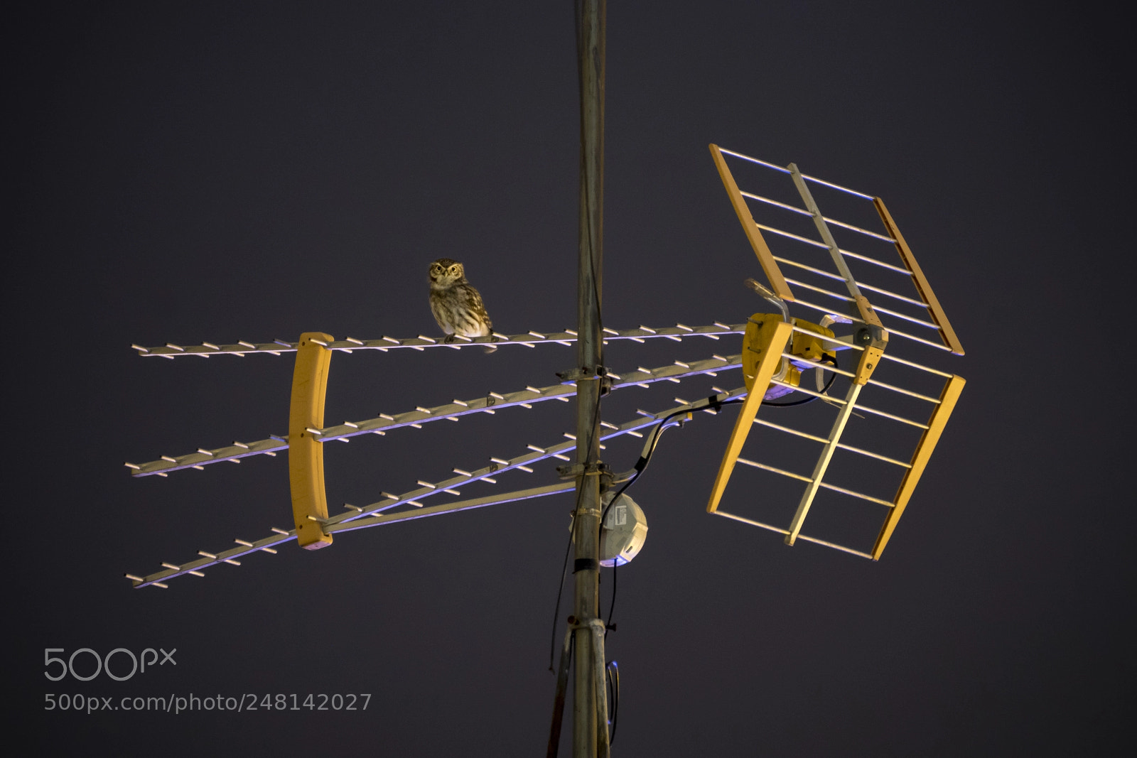 Sony ILCA-77M2 sample photo. Mochuelo en la antena photography