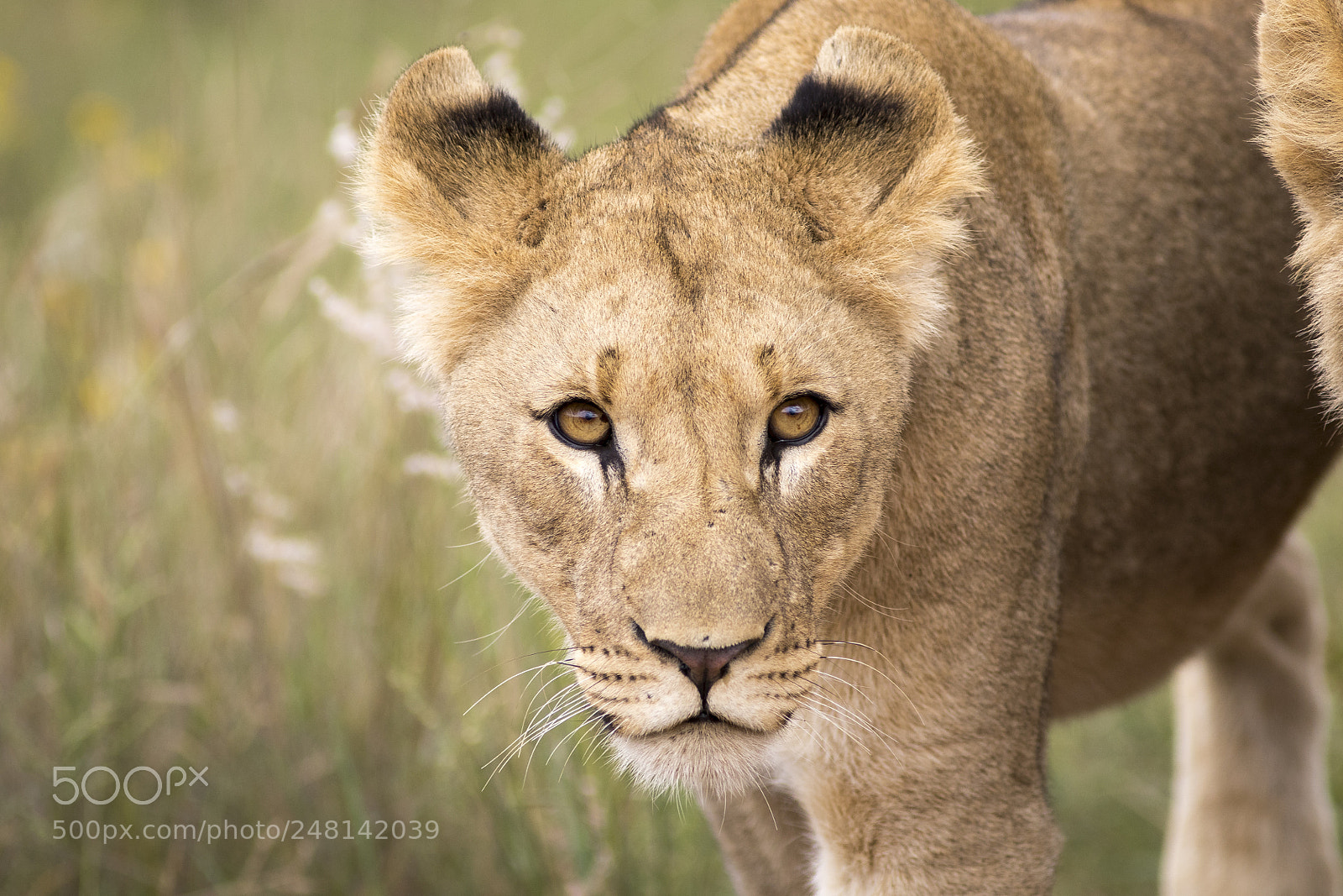 Canon EOS 7D Mark II sample photo. Eye contact photography