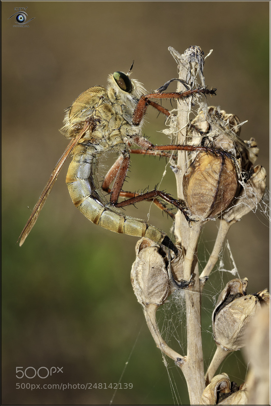 Canon EOS 80D sample photo. Mosca asesina poniendo huevos photography