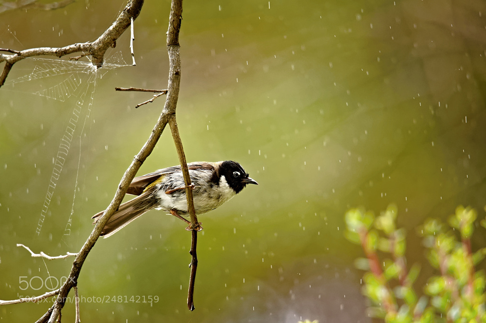 Nikon D800E sample photo. The black-headed honeyeater melithreptus photography