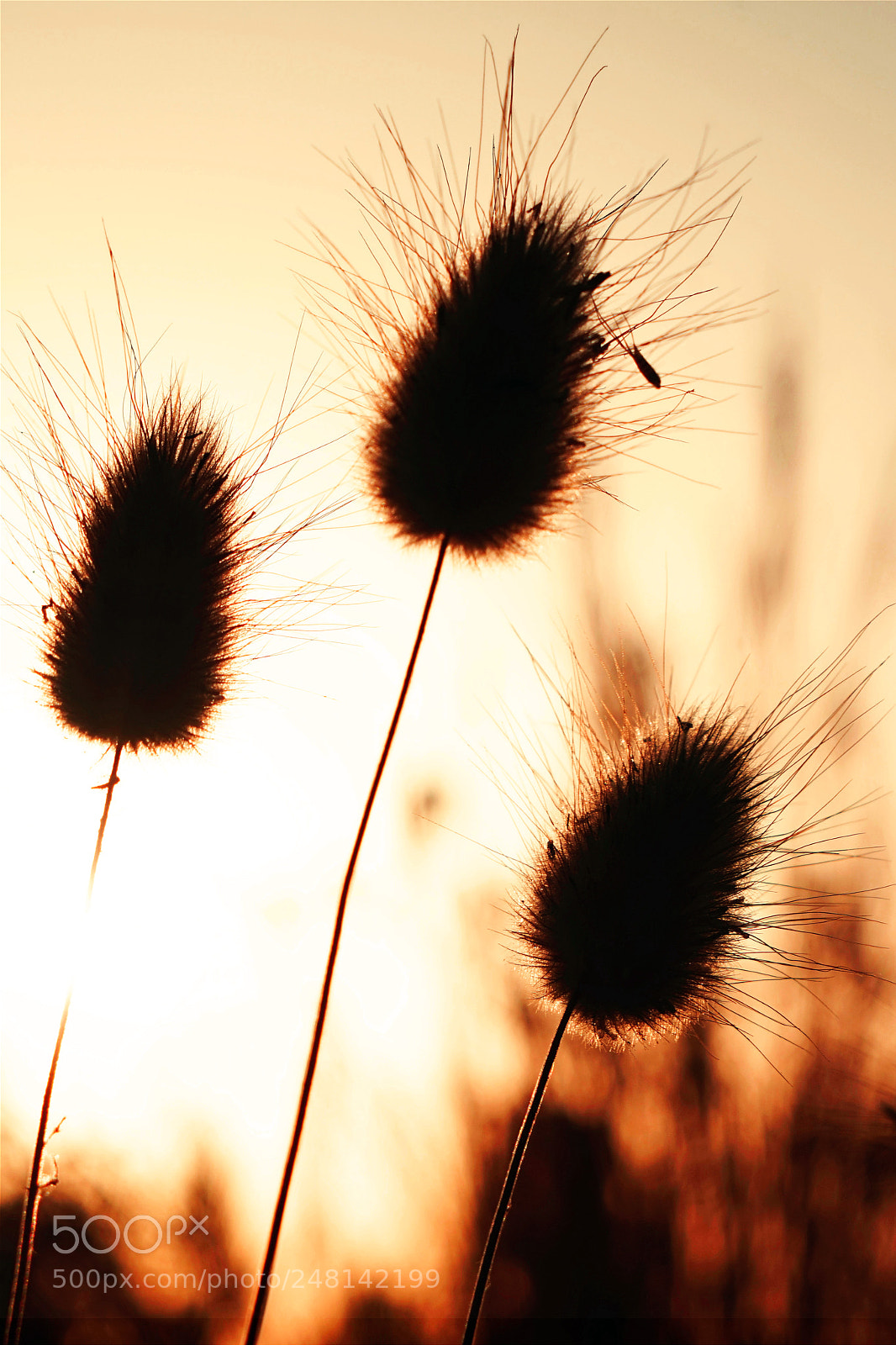Sony a7R sample photo. Sunbath photography