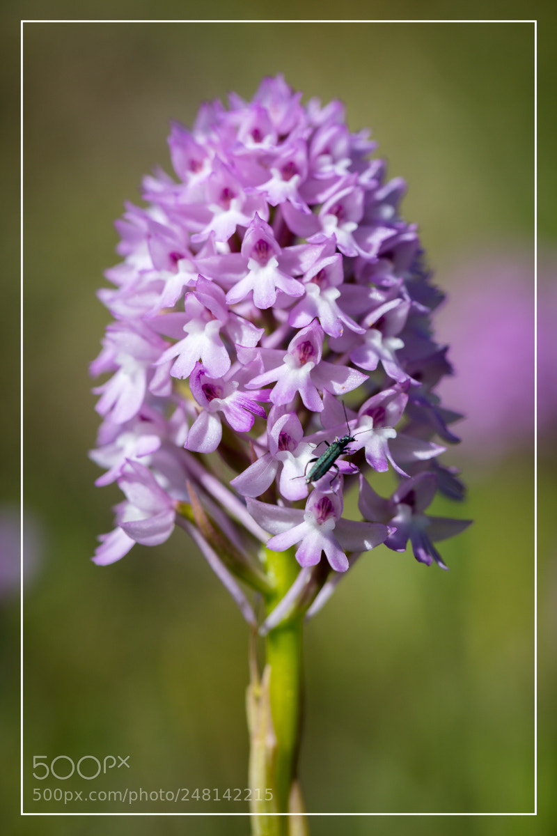 Canon EOS 5DS R sample photo. Anacamptis pyramidalis photography