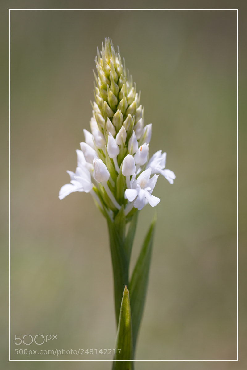 Canon EOS 5DS R sample photo. Anacamptis pyramidalis photography