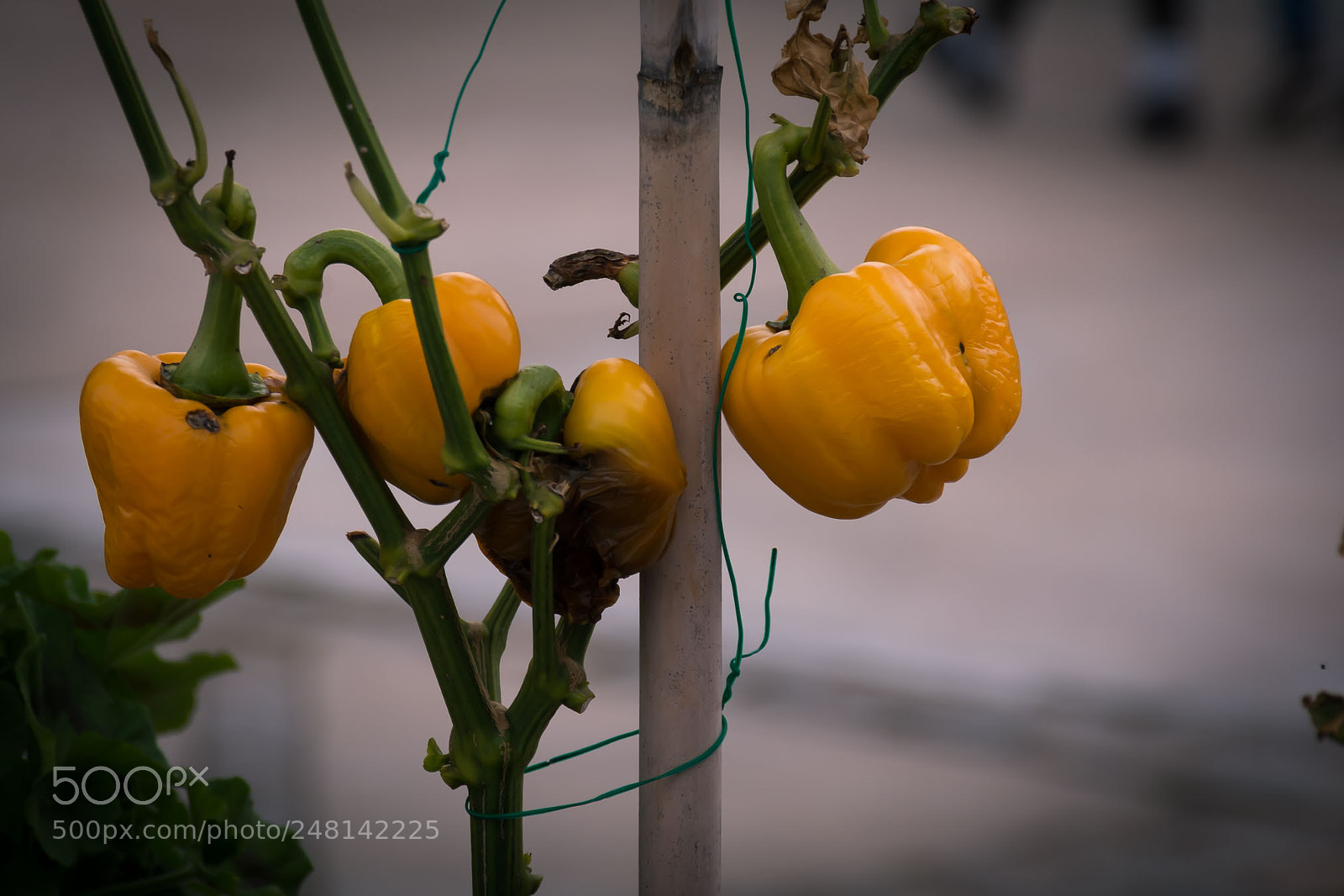 Nikon D7100 sample photo. Pimientos amarillos photography