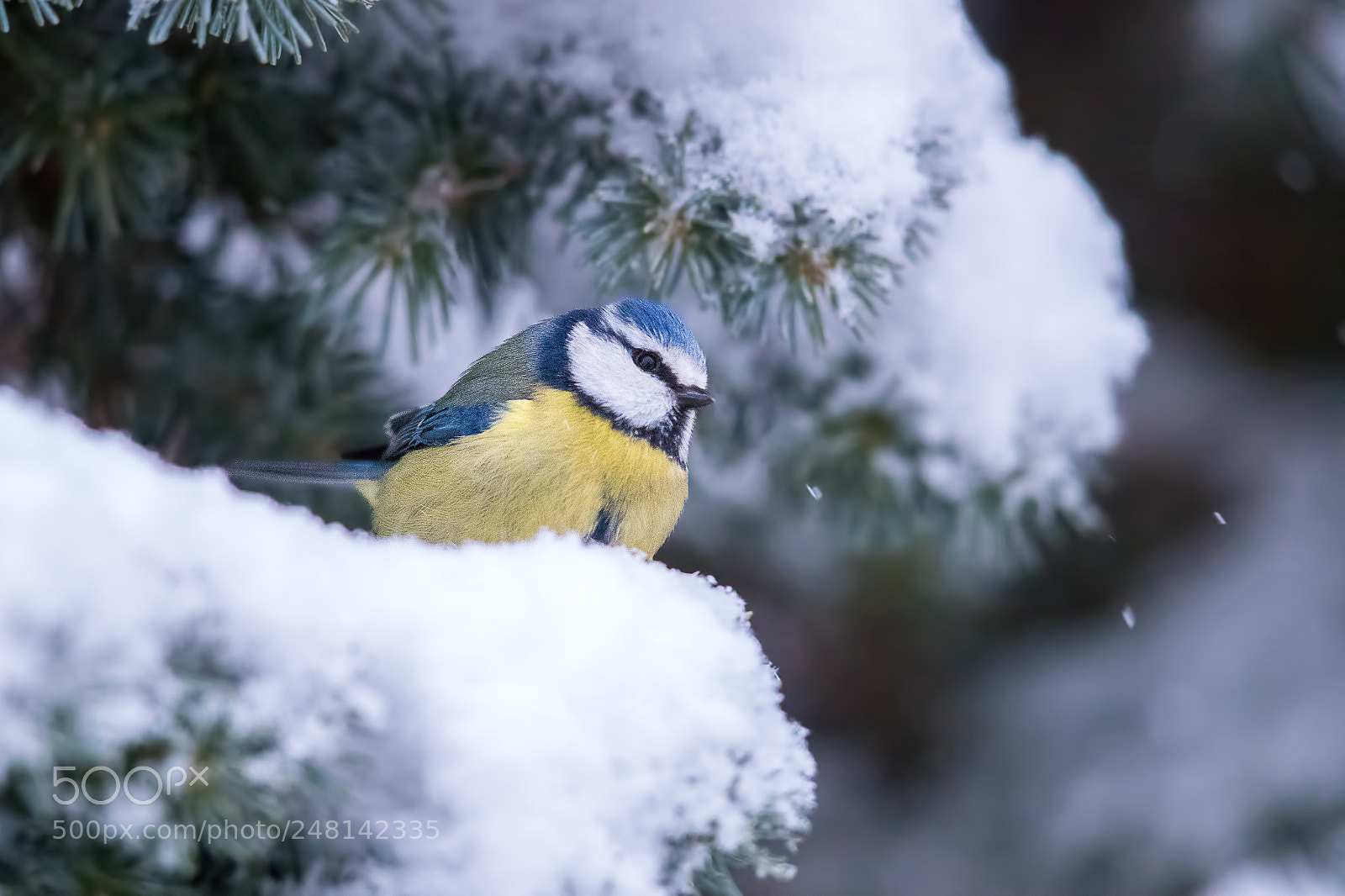 Canon EOS-1D X Mark II sample photo. Bluetit in wintry habitat photography