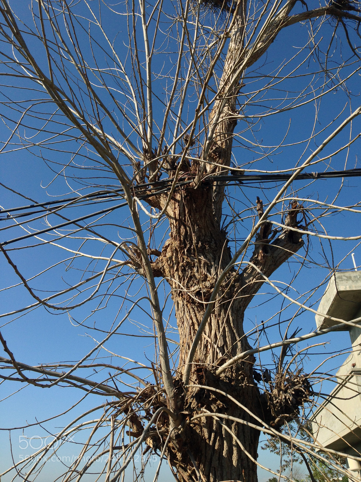 Apple iPhone 5c sample photo. Owls here owls there photography
