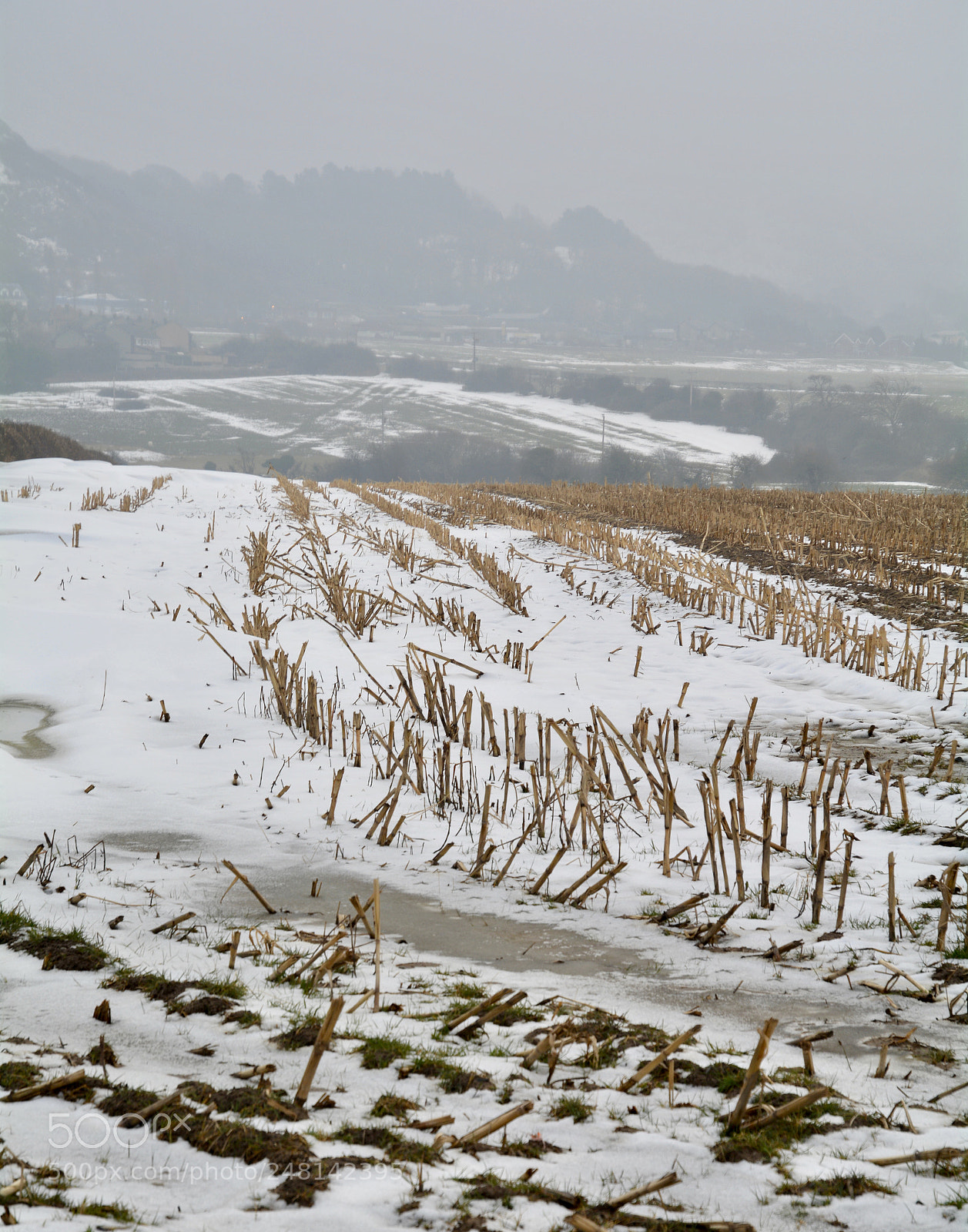 Nikon D5200 sample photo. Last years crop photography