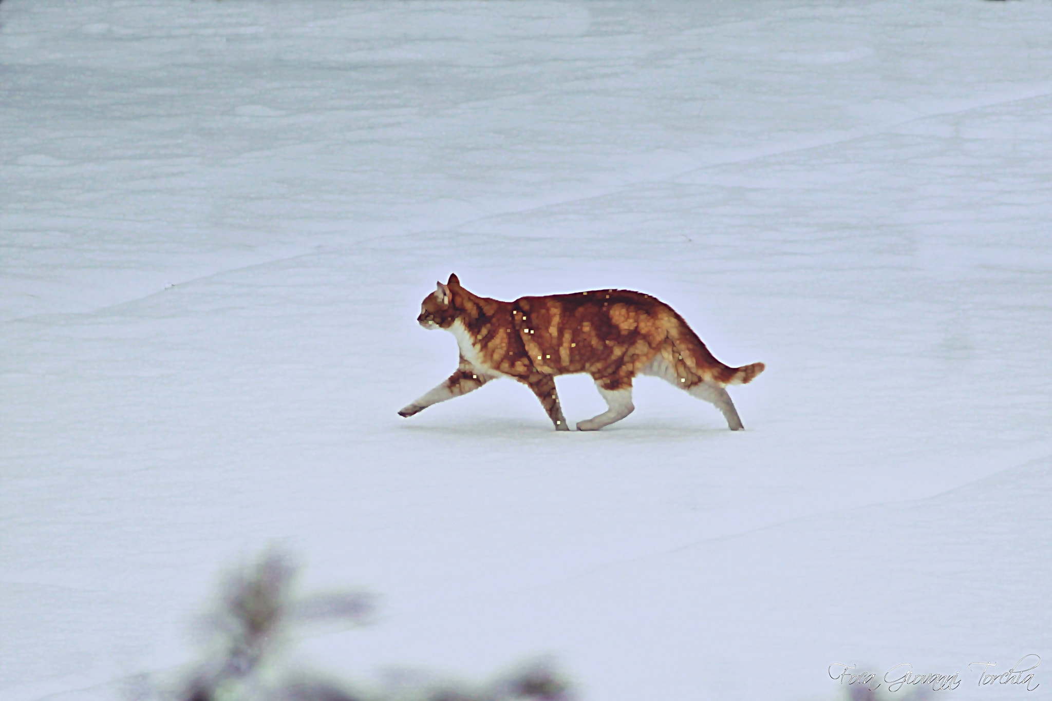 Canon EOS 1200D (EOS Rebel T5 / EOS Kiss X70 / EOS Hi) sample photo. The snowcat photography
