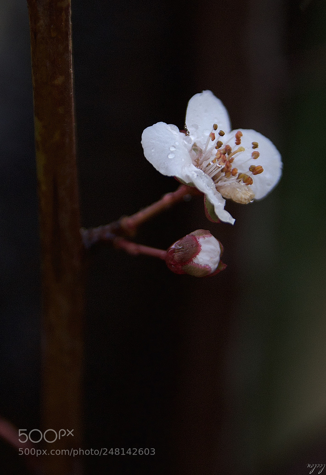Nikon D3100 sample photo. Blooming...*⭐️* photography