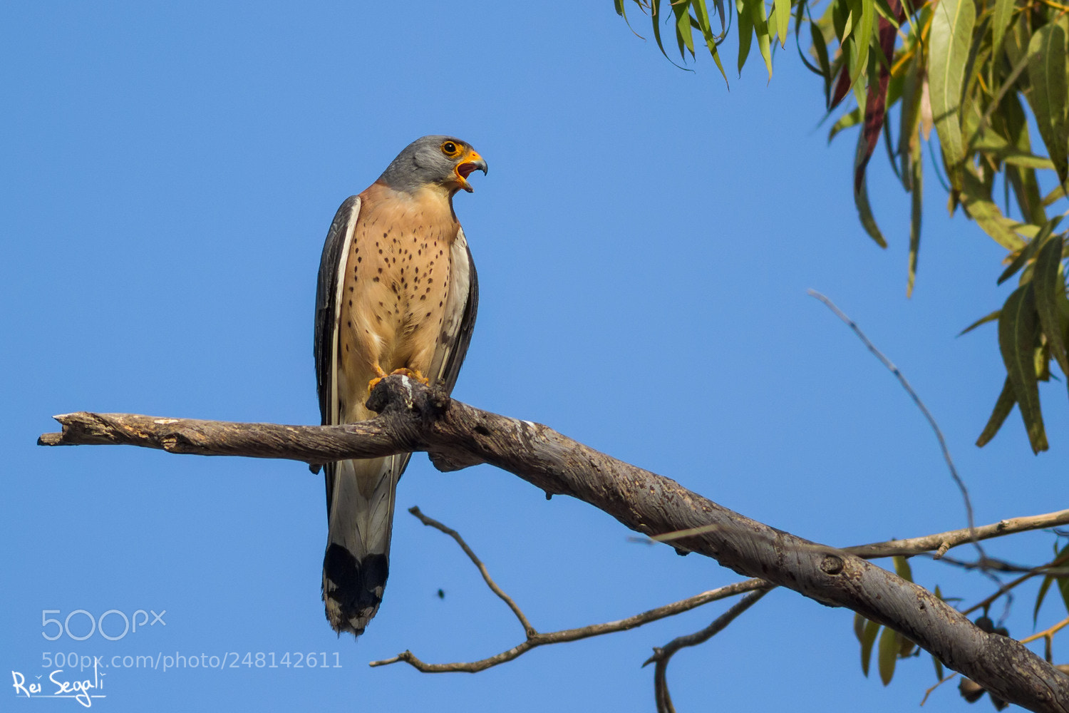 Canon EOS 7D sample photo. Lesser kestrel photography