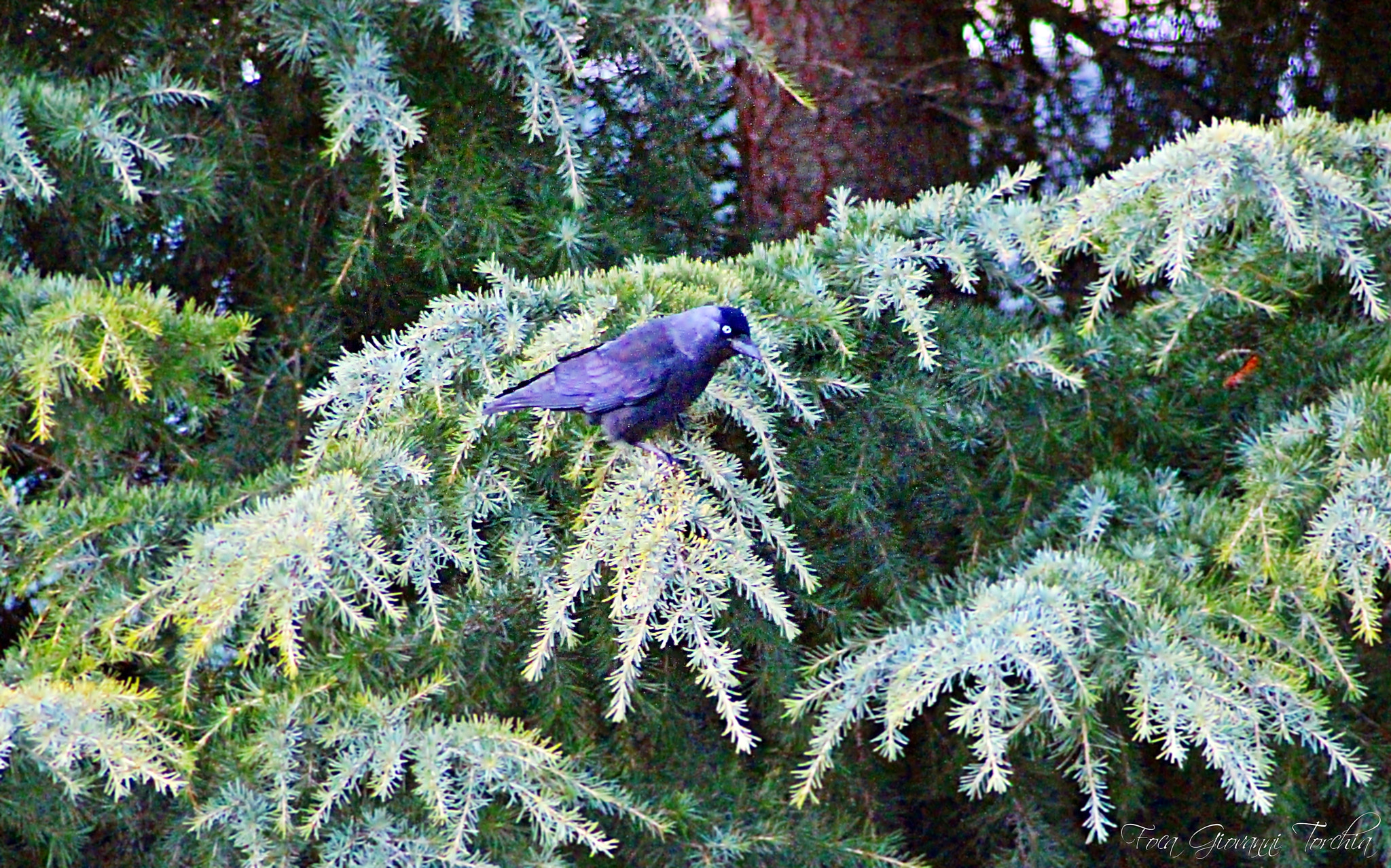 Canon EOS 1200D (EOS Rebel T5 / EOS Kiss X70 / EOS Hi) sample photo. The crow... photography
