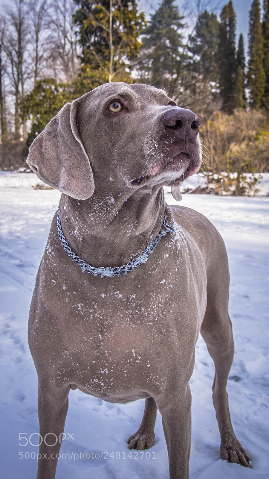 Olympus PEN E-PL6 sample photo. Snowy weimaraner photography