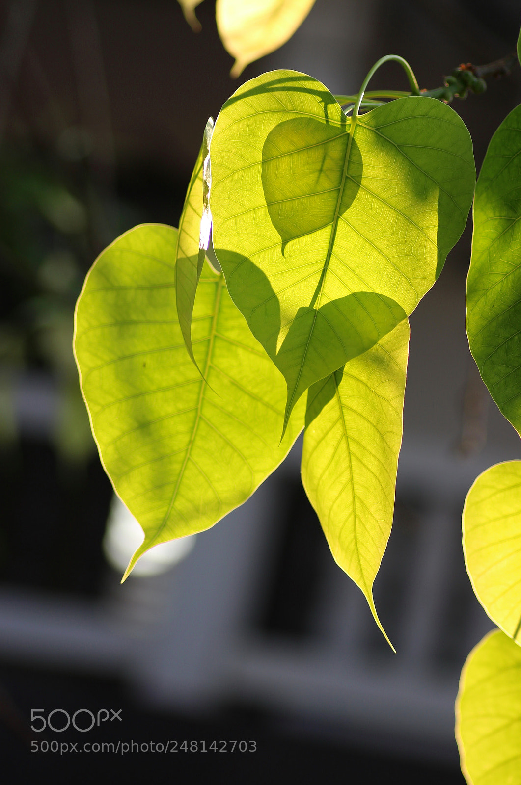 Canon EOS 100D (EOS Rebel SL1 / EOS Kiss X7) sample photo. Bodhi leaves photography