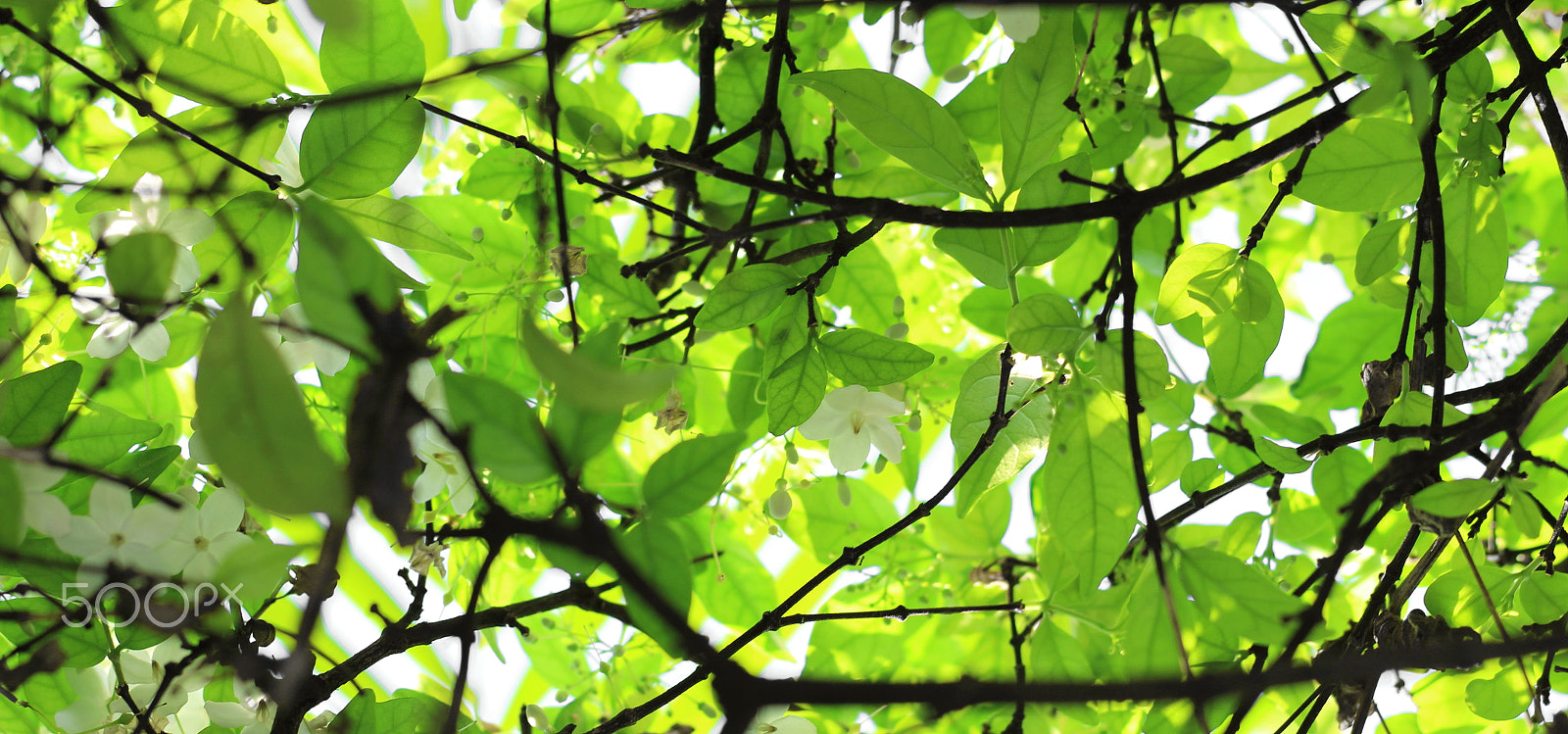 Canon EOS 100D (EOS Rebel SL1 / EOS Kiss X7) sample photo. Green day photography