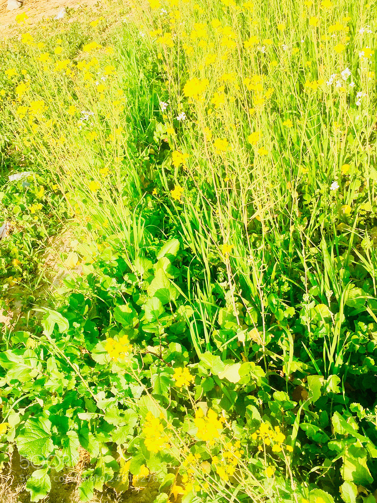 Apple iPhone 6 sample photo. Beauty of yellow flowers photography