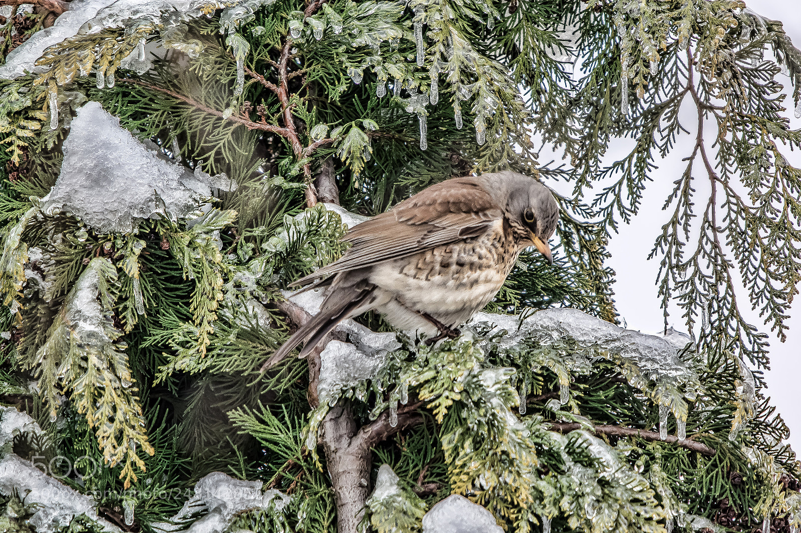 Nikon D7100 sample photo. Drozd borovnjak photography