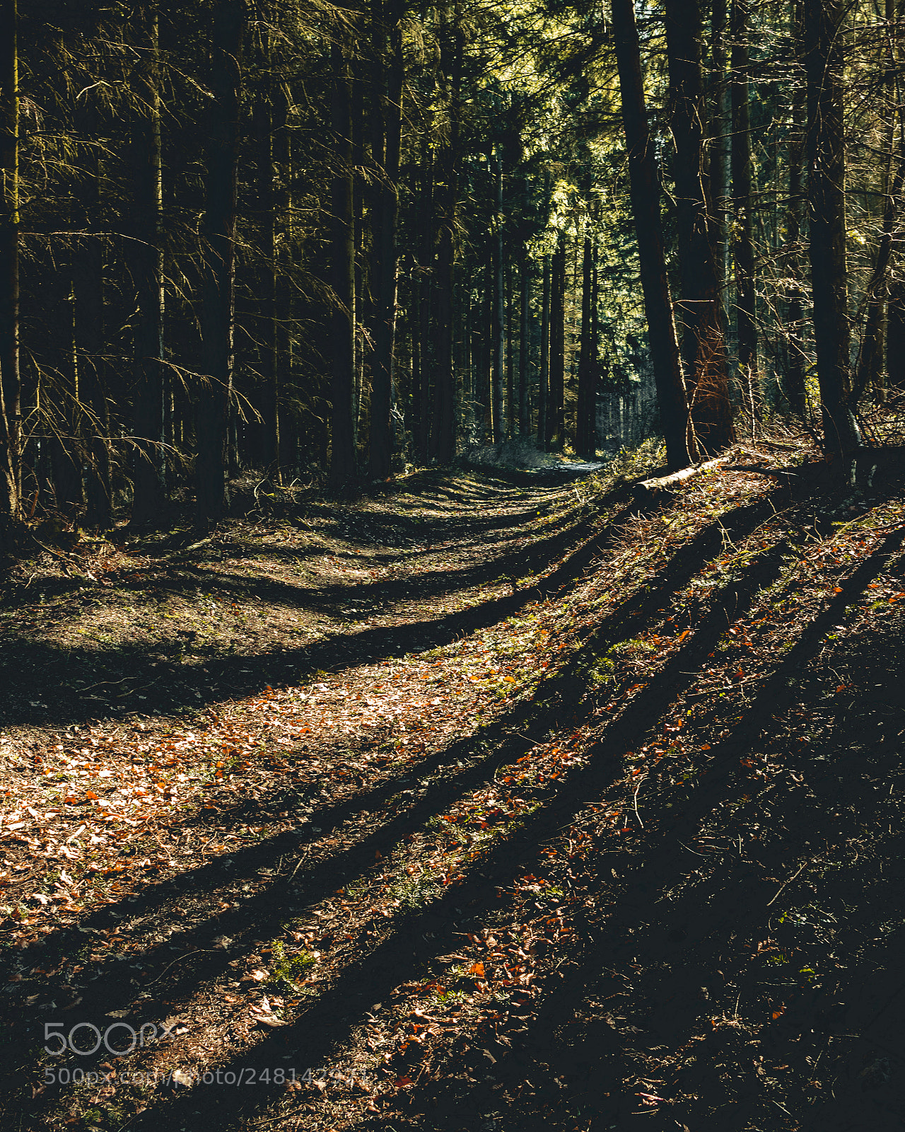 Canon EOS 700D (EOS Rebel T5i / EOS Kiss X7i) sample photo. In the woods photography
