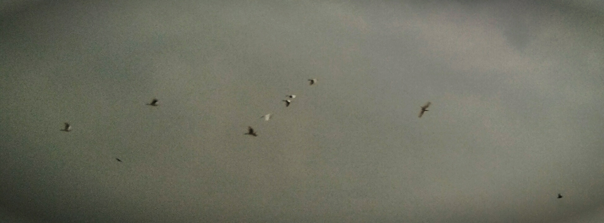 vivo Y55s sample photo. Birds photography