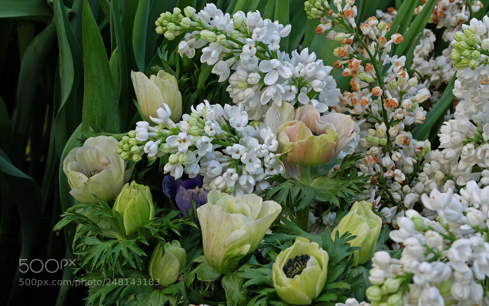 Fujifilm X-M1 sample photo. Spring flowers photography