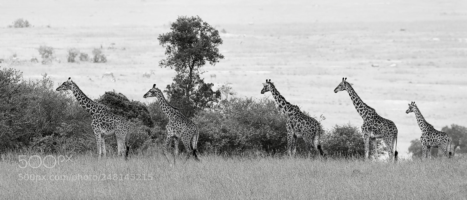 Nikon D500 sample photo. Giraffe family photography