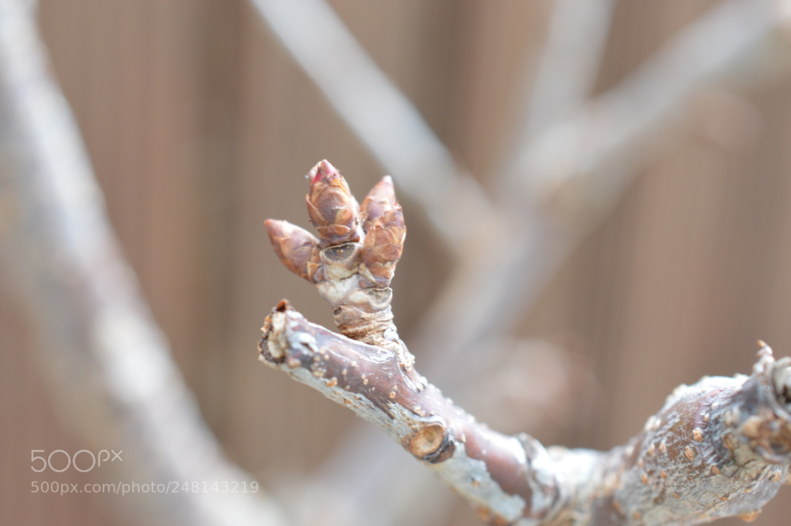Nikon D3200 sample photo. Untitled photography