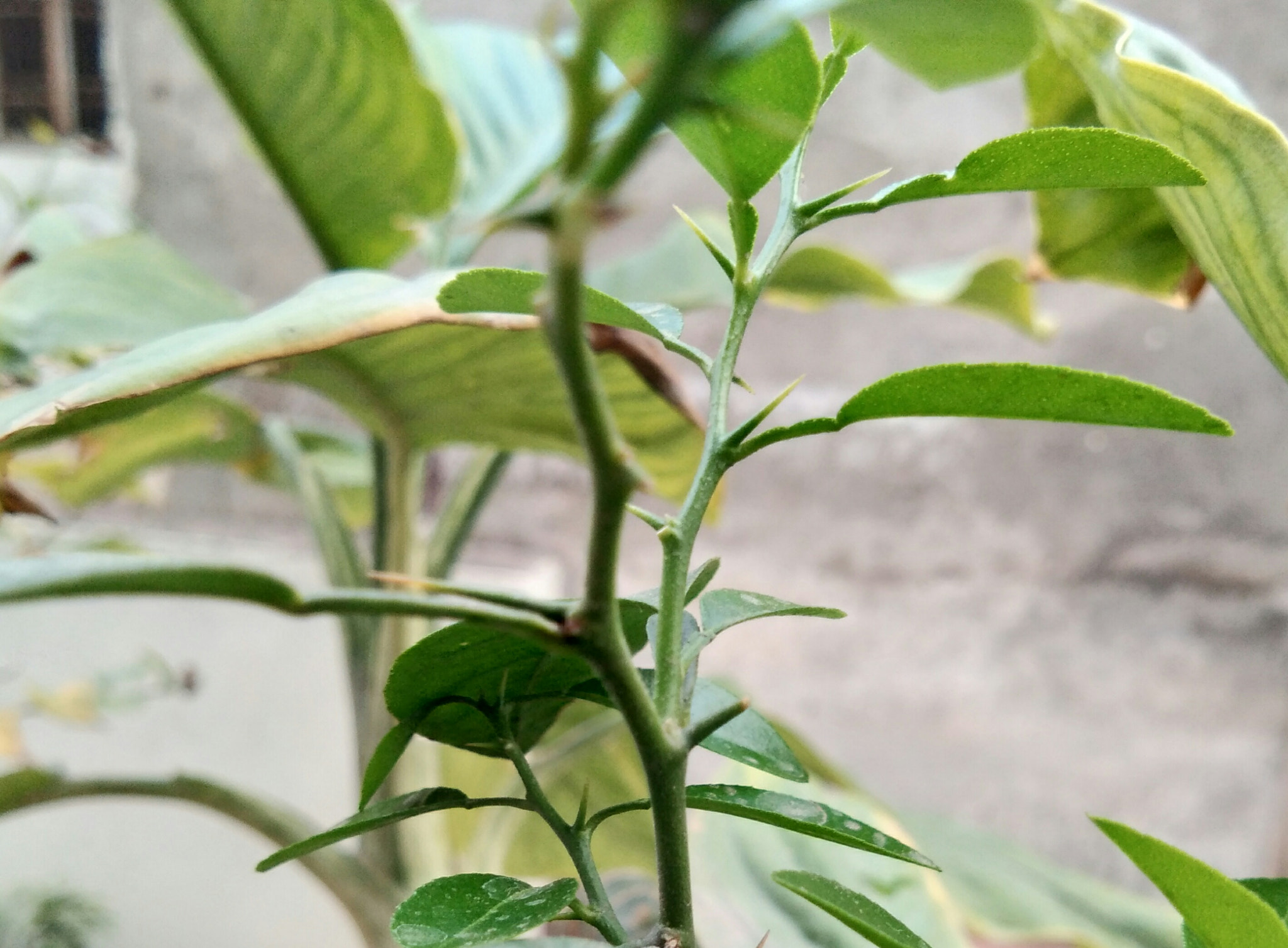 vivo Y55s sample photo
