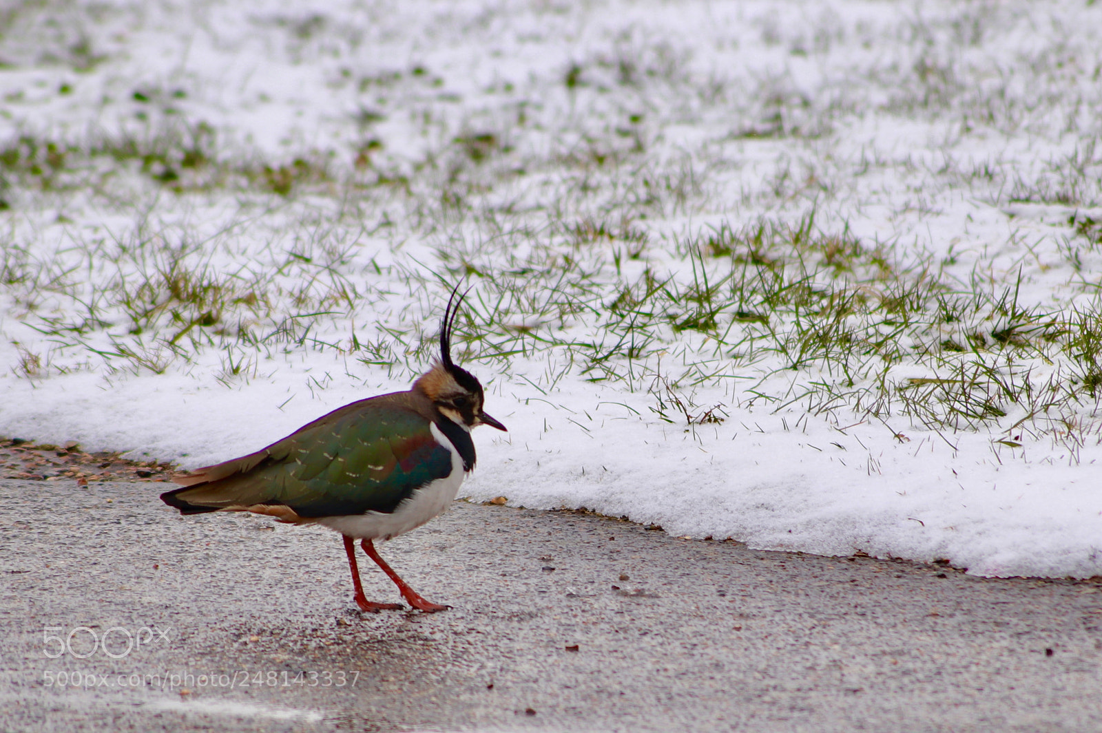 Canon EOS 200D (EOS Rebel SL2 / EOS Kiss X9) sample photo. Lapwing photography