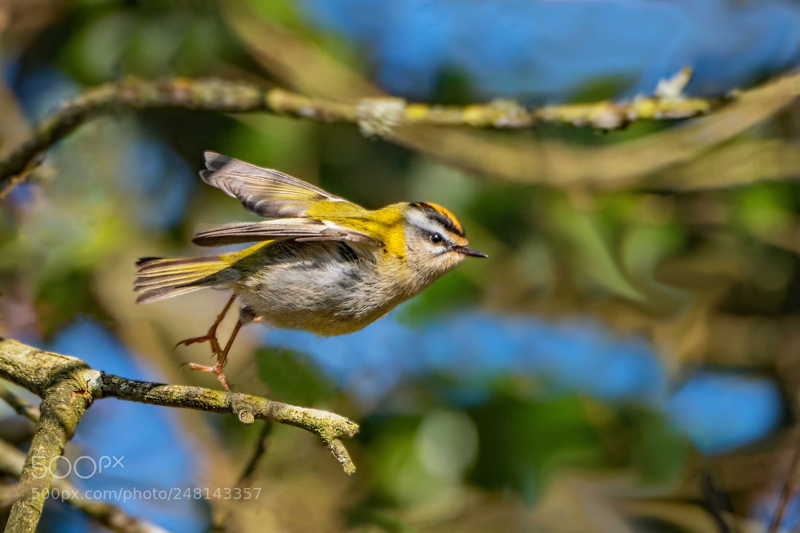 Nikon D500 sample photo. Firecrest photography