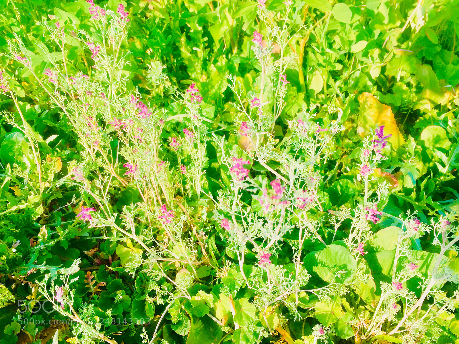 Apple iPhone 6 sample photo. Beauty of small purple photography