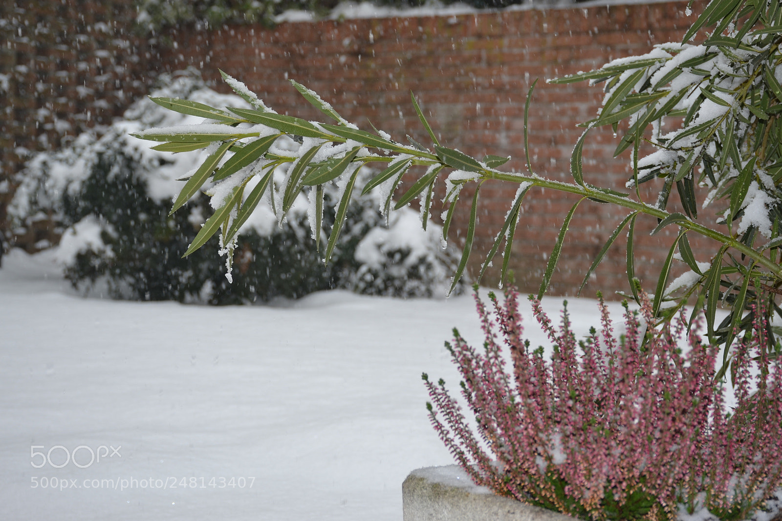 Nikon D3100 sample photo. The beast from the photography