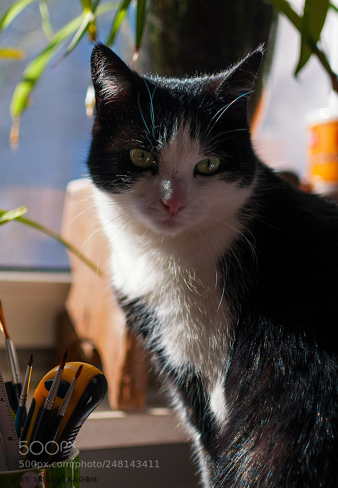 Nikon D5000 sample photo. Abby at the window photography