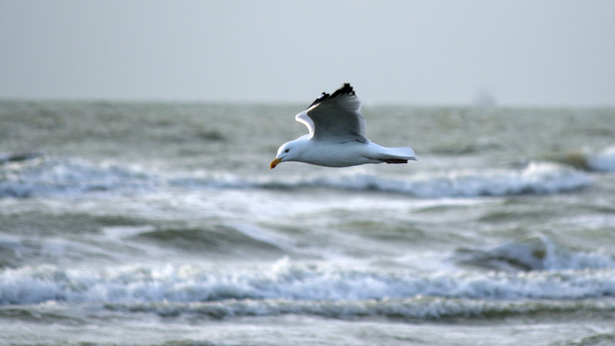 Nikon D5300 sample photo. Flight photography