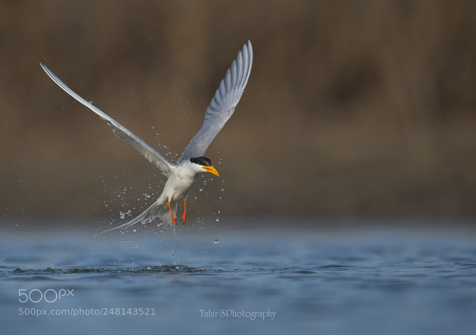 Nikon D500 sample photo. The river tern photography
