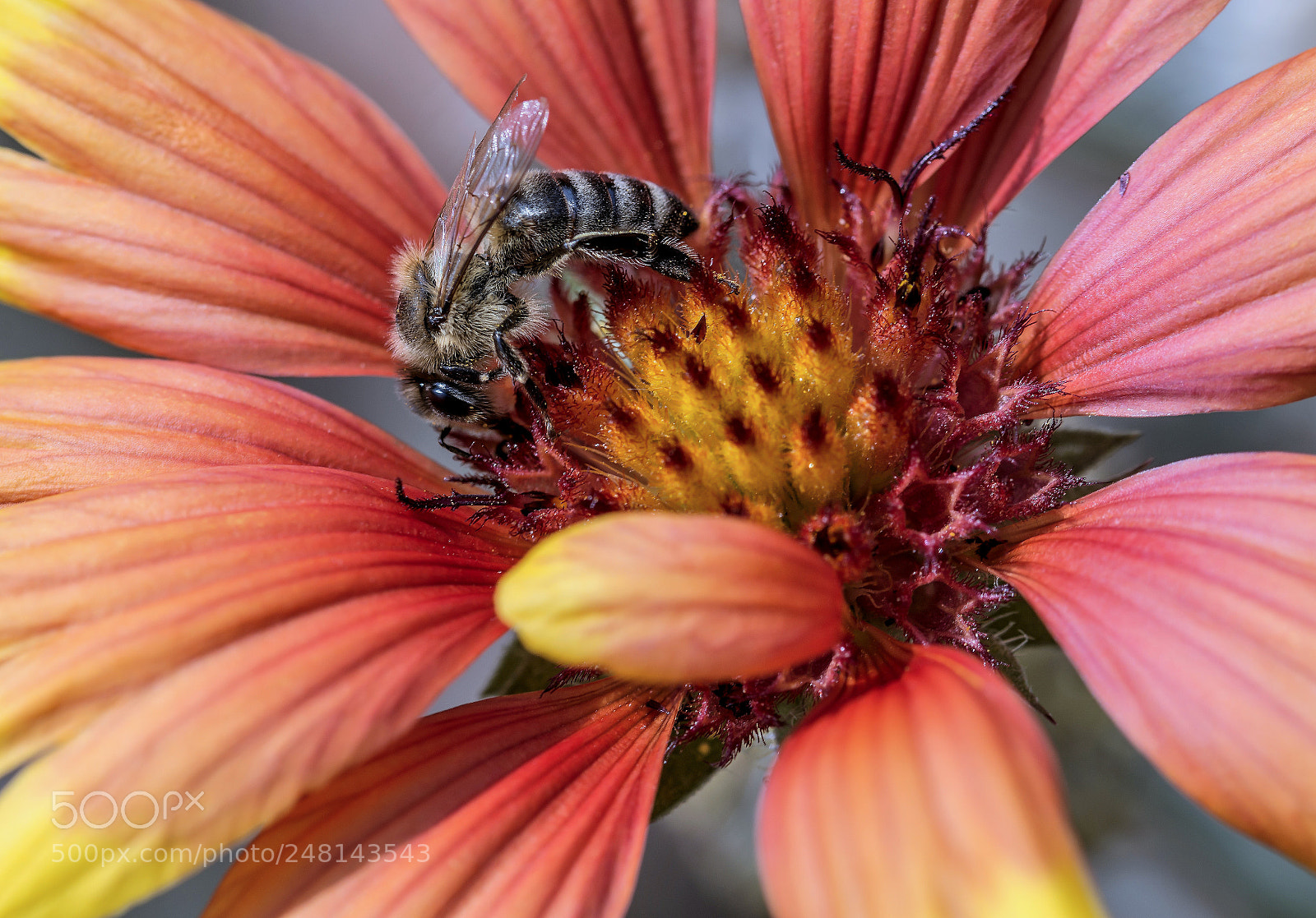 Nikon D7100 sample photo. Bee... photography