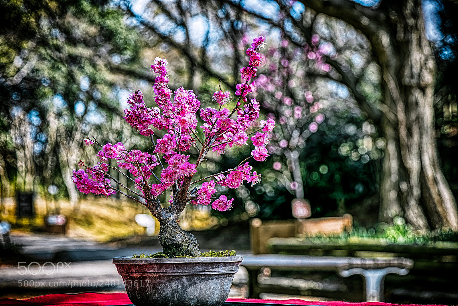 Nikon D800E sample photo. Potted plum～盆栽の梅～ photography