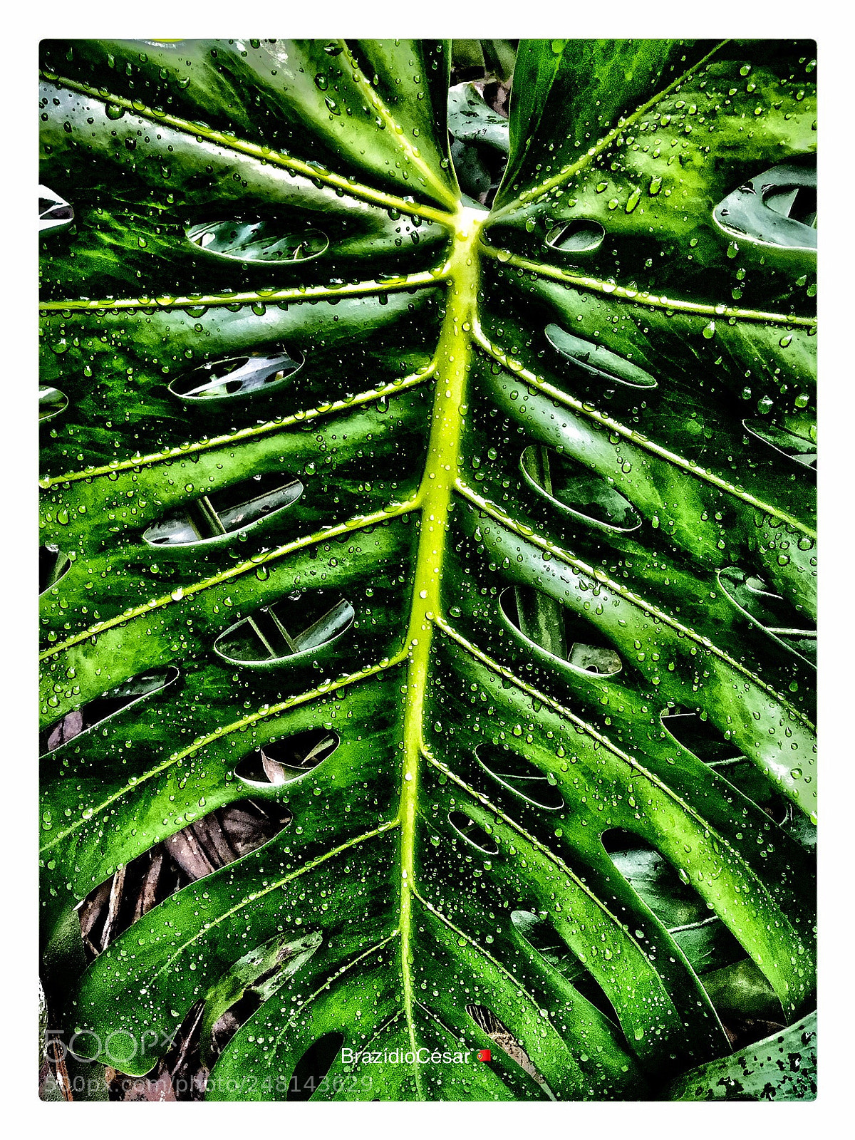 Apple iPhone 6s sample photo. Untitled photography
