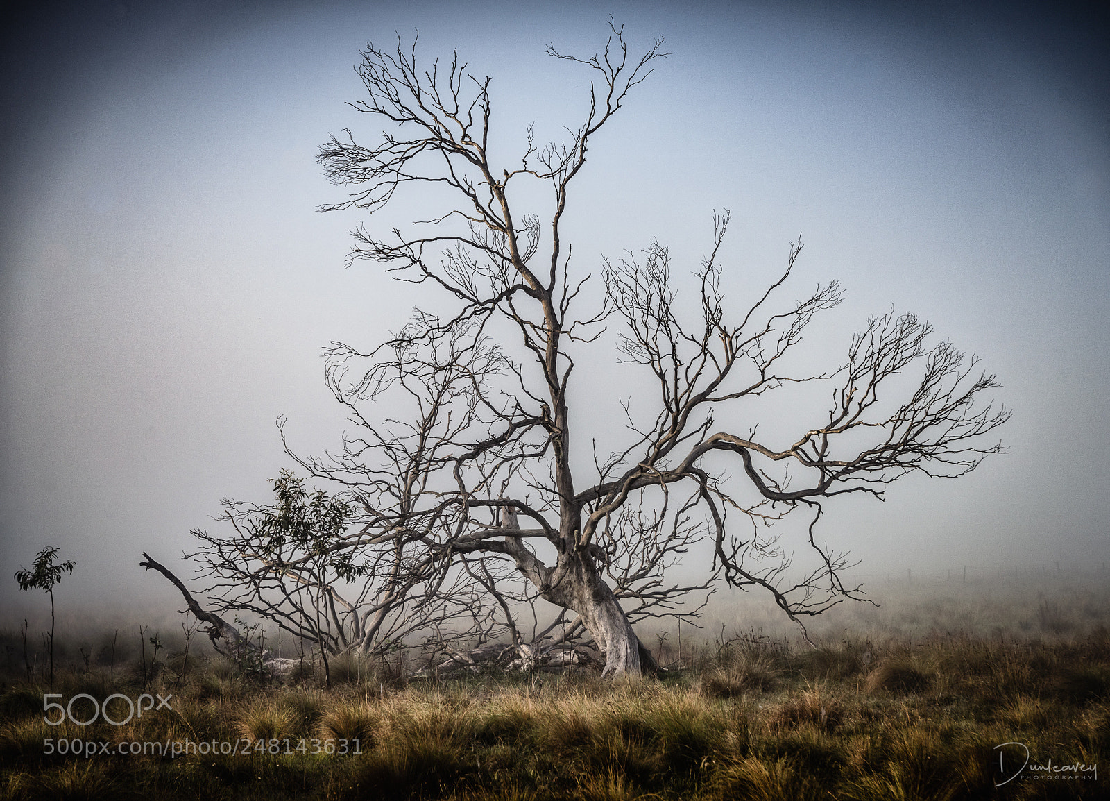 Nikon D810 sample photo. Lone tree through the photography